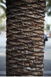 Tree Bark